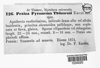 Image of Byssonectria thuemenii